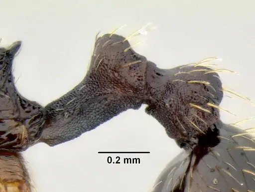 Stenamma longinoi - JTLC000007475