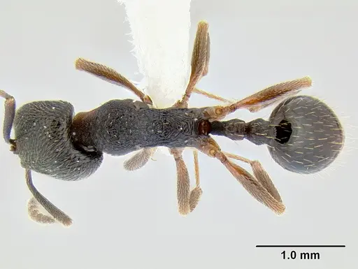 Stenamma longinoi - JTLC000007476