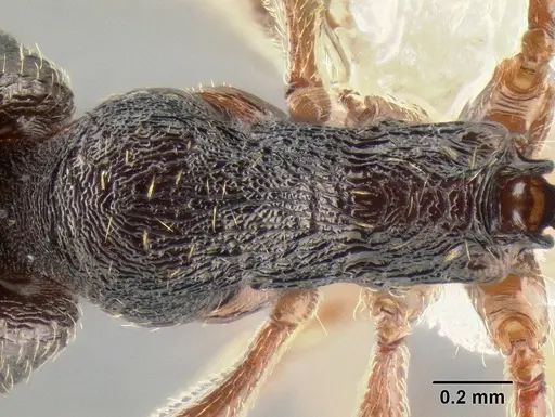 Stenamma longinoi - JTLC000007476