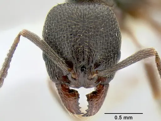 Stenamma longinoi - JTLC000007476