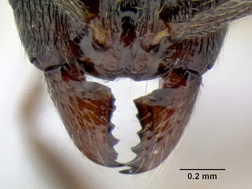 Stenamma longinoi - JTLC000007476