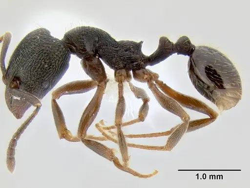 Stenamma longinoi - JTLC000007476