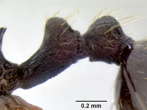 Stenamma longinoi - JTLC000007476