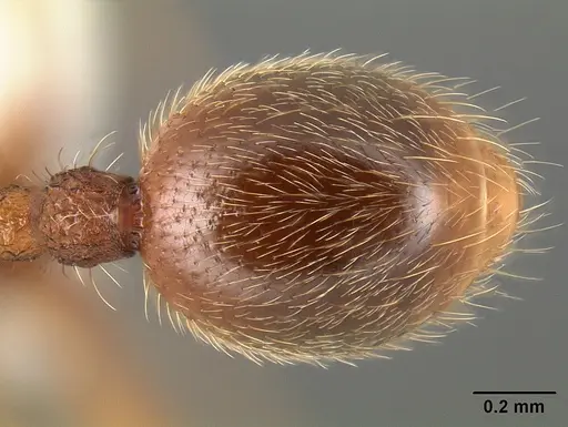 Stenamma manni specimen