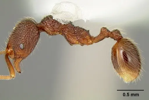 Stenamma manni specimen