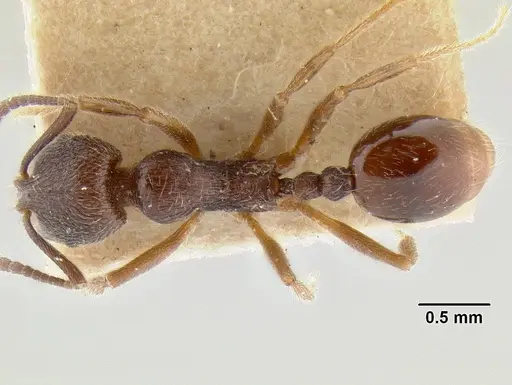 Stenamma manni - CASENT0126265