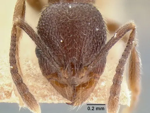 Stenamma manni - CASENT0126265