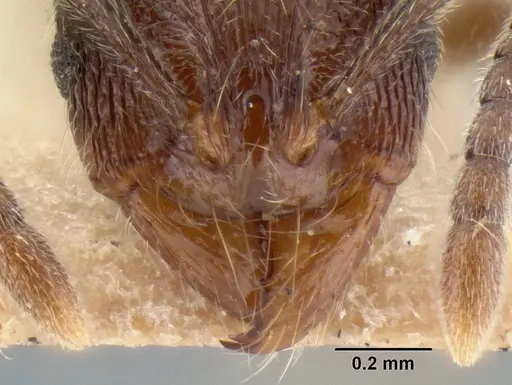 Stenamma manni - CASENT0126265