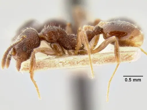 Stenamma manni - CASENT0126265