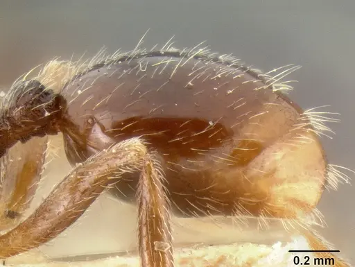 Stenamma manni - CASENT0126265