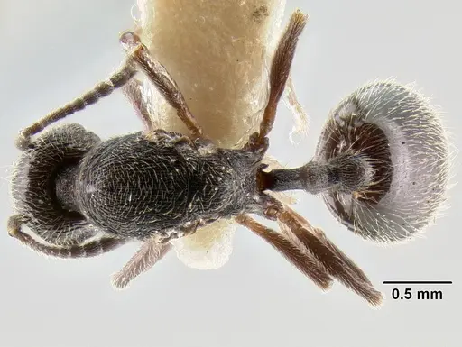 Stenamma manni - CASENT0126273