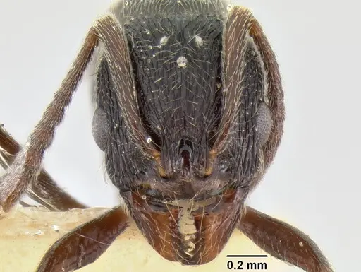 Stenamma manni - CASENT0126273