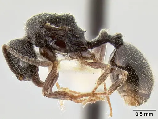 Stenamma manni - CASENT0126273