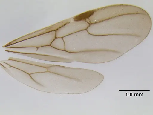 Stenamma manni - CASENT0126273