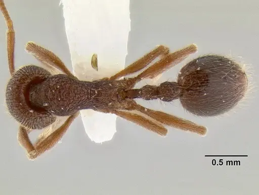 Stenamma manni - CASENT0126280