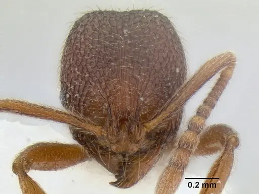 Stenamma manni - CASENT0126280