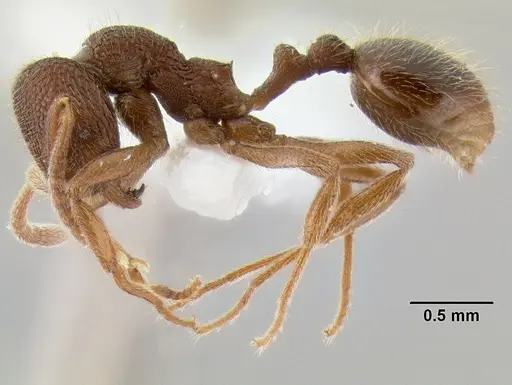 Stenamma manni - CASENT0126280