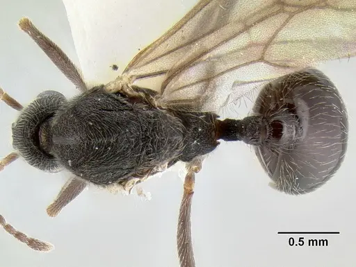 Stenamma manni - CASENT0126289