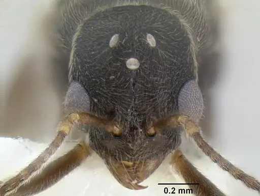 Stenamma manni - CASENT0126289