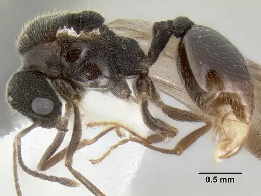 Stenamma manni - CASENT0126289