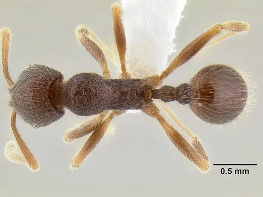 Stenamma manni - CASENT0194011