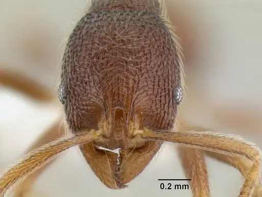 Stenamma manni - CASENT0194011