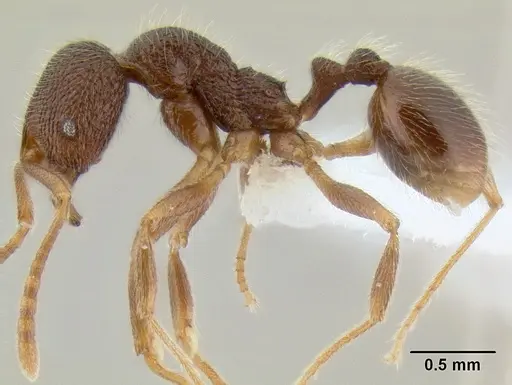 Stenamma manni - CASENT0194011