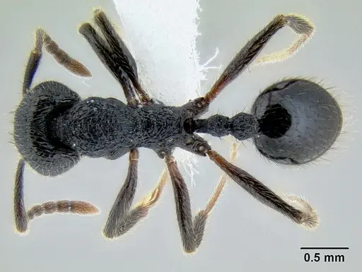 Stenamma manni - CASENT0604730