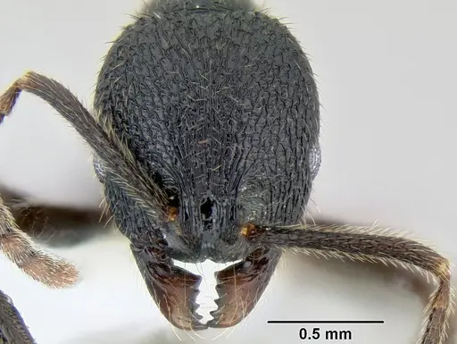 Stenamma manni - CASENT0604730