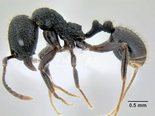 Stenamma manni - CASENT0604730