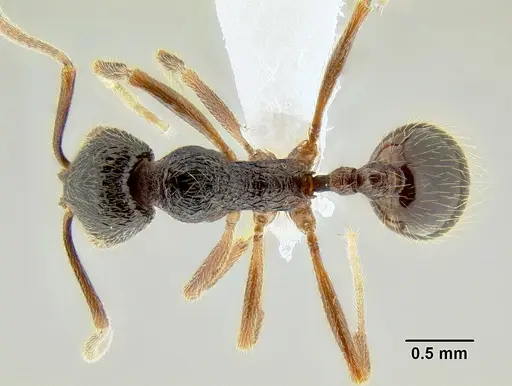 Stenamma manni - CASENT0604893