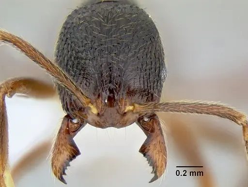 Stenamma manni - CASENT0604893