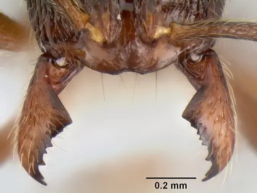 Stenamma manni - CASENT0604893