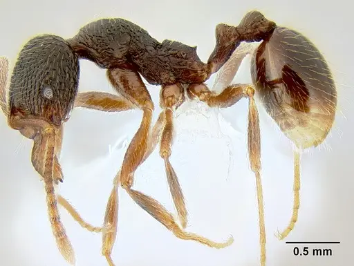 Stenamma manni - CASENT0604893