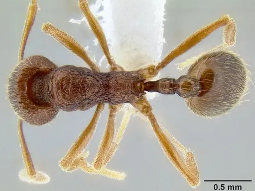 Stenamma manni - CASENT0605081