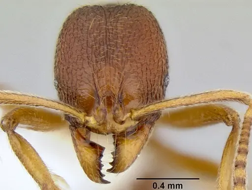 Stenamma manni - CASENT0605081