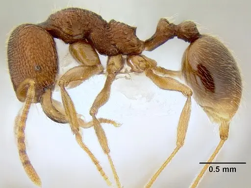 Stenamma manni - CASENT0605081