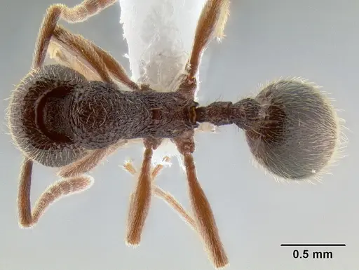 Stenamma manni - CASENT0605410