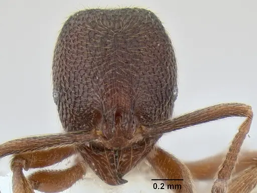 Stenamma manni - CASENT0605410