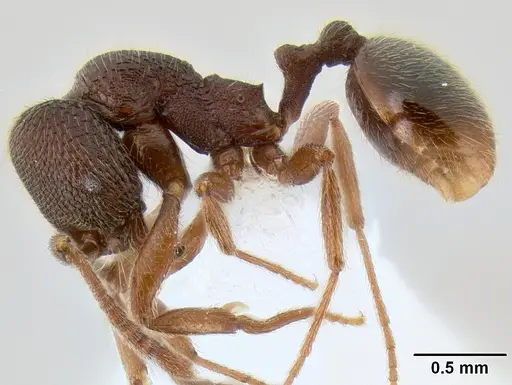 Stenamma manni - CASENT0605410