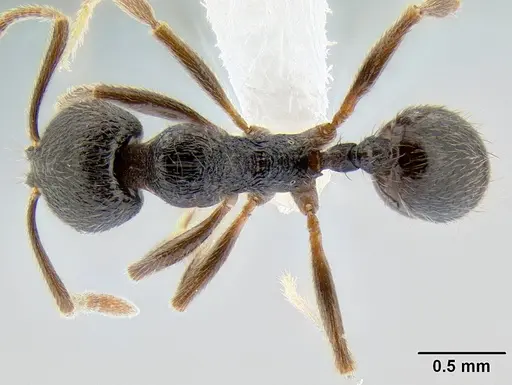 Stenamma manni - CASENT0605493