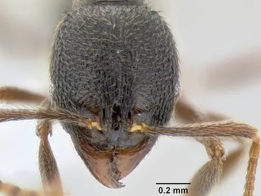 Stenamma manni - CASENT0605493