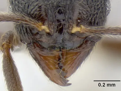 Stenamma manni - CASENT0605493