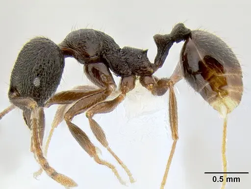 Stenamma manni - CASENT0605493