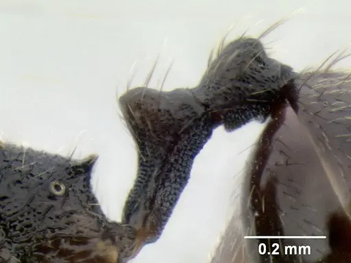 Stenamma manni - CASENT0605493