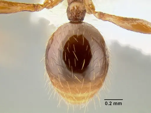 Stenamma manni - CASENT0605527