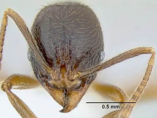 Stenamma manni - CASENT0605527