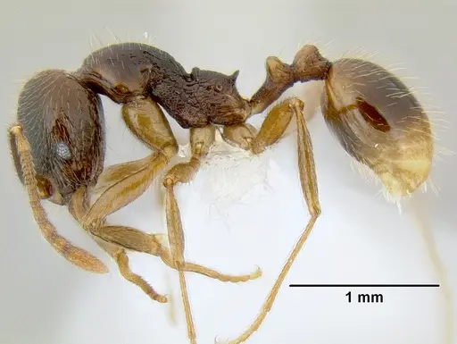 Stenamma manni - CASENT0605527