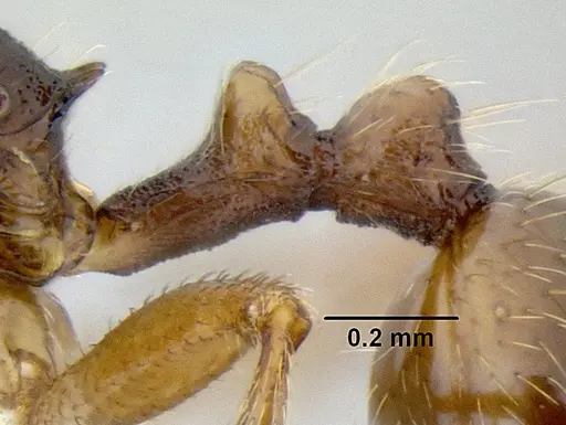 Stenamma manni - CASENT0605527