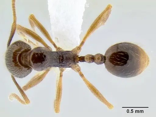 Stenamma manni - CASENT0605556